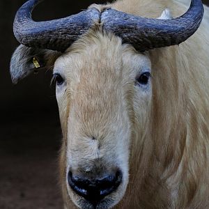 Golden Takin (male)