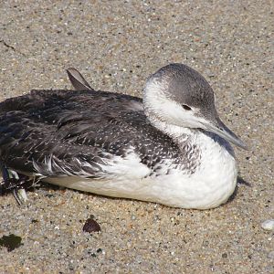 Red-throated Loon