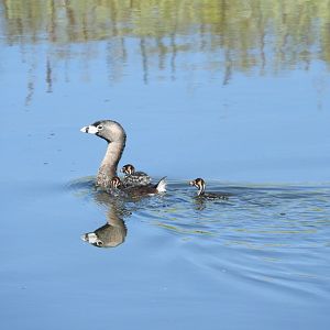 Pied-billed Grebe with chicks