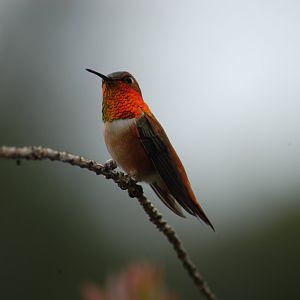 Rufous Hummingbird