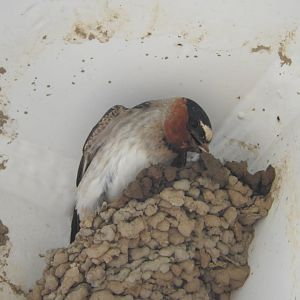 Cliff Swallow nest building