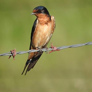 Barn Swallow