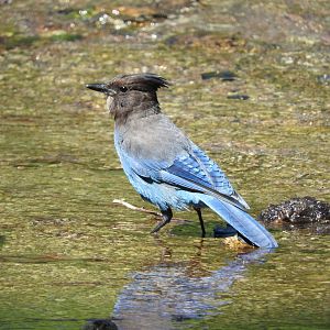 Steller's Jay