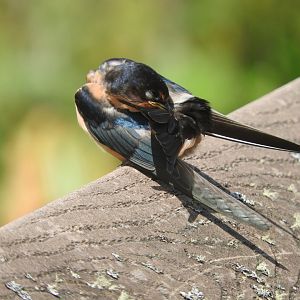 Preening Barn Swallow