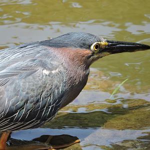 Green Heron