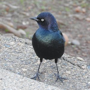Brewer's Blackbird