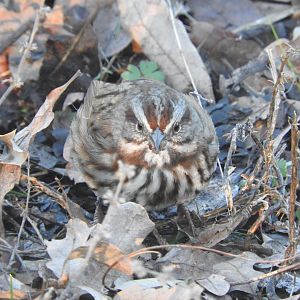Song Sparrow