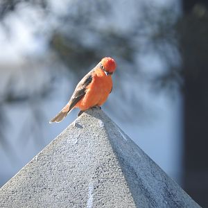 Vermillion Flycatcher