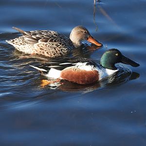 Northern Shoveler Pair