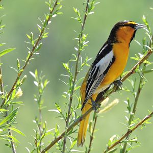 Bullock's Oriole