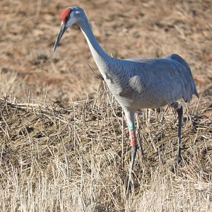 Sandhill Crane