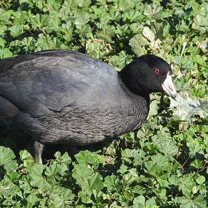 American Coot