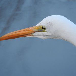 Great Egret