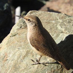 Rock Wren