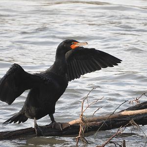 Double-crested Cormorant