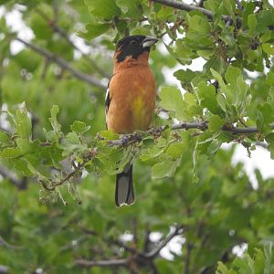 Black-headed Grosbeak