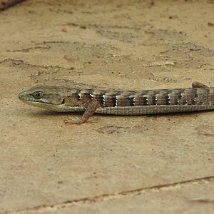 Southern Alligator Lizard
