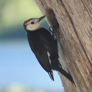 White-headed Woodpecker