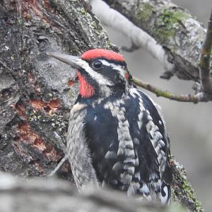 Red-naped Sapsucker
