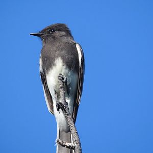 Black Phoebe
