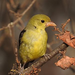 Immature Scarlet Tanager