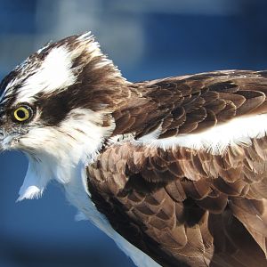 Osprey