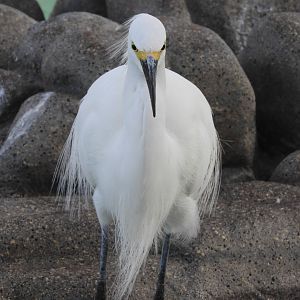 Snowy Egret