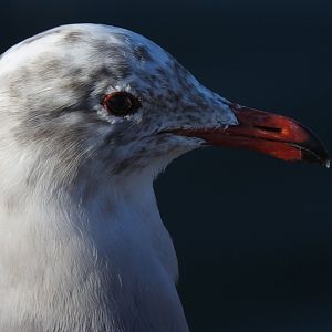 Heermann's Gull profile