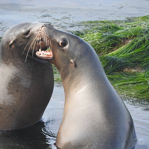 California Sealions