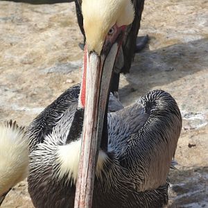 Brown Pelican
