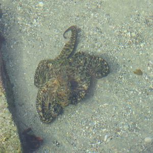 California Two-spot Octopus