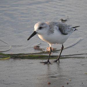 Sanderling