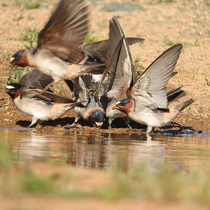 Cliff Swallows