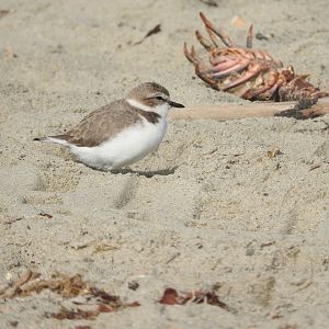 Snowy Plover