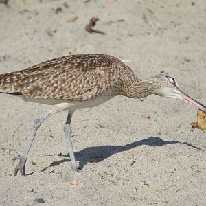 Whimbrel