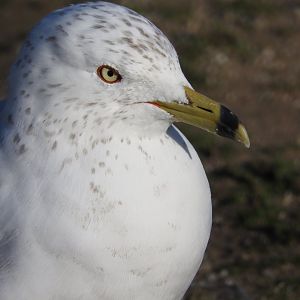 Ring-billed Gull