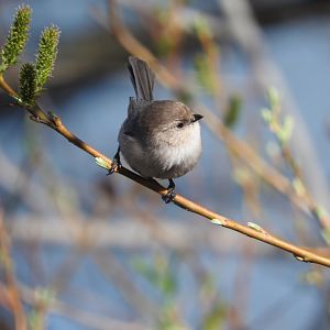 Bushtit