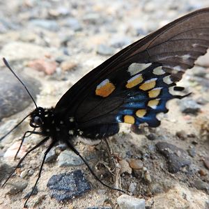 Pipevine Swallowtail