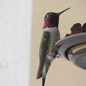 Anna's Hummingbird