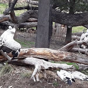 Cape vultures