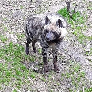 Striped hyena