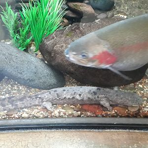 Eastern hellbender and rainbow trout