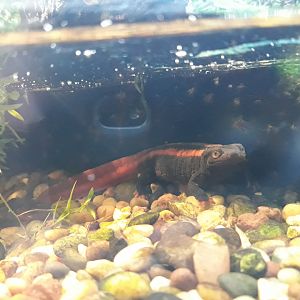 Red-tailed knobby newt