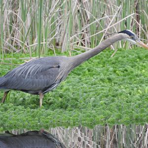Hunting Great Blue Heron