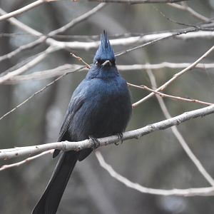Phainopepla