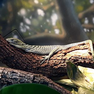 Reisinger's tree monitor