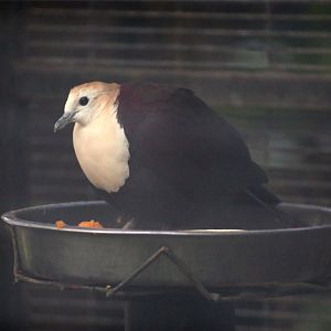 White-throated ground dove