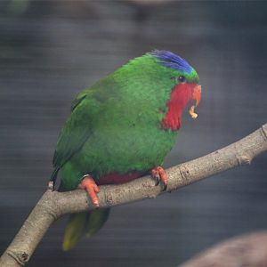 Blue-crowned lorikeet (Vini australis)