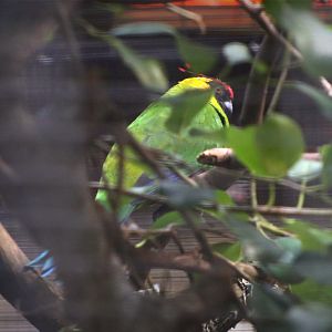 Horned parakeet (Eunymphicus cornutus)