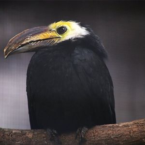 Sulawesi hornbill (Rhabdotorrhinus exarhatus)